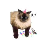 レインボー 猫（個別スタンプ：8）