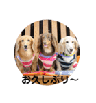 ミニチュアダックス3兄弟コジムサヤマトん（個別スタンプ：5）
