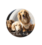 ミニチュアダックス3兄弟コジムサヤマトん（個別スタンプ：11）