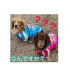 ミニチュアダックス3兄弟コジムサヤマトん（個別スタンプ：15）
