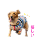 ミニチュアダックス3兄弟コジムサヤマトん（個別スタンプ：16）