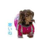 ミニチュアダックス3兄弟コジムサヤマトん（個別スタンプ：19）