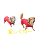 ミニチュアダックス3兄弟コジムサヤマトん（個別スタンプ：21）