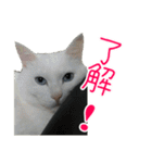 使える！日常スタンプ(ゆかいな仲間たち2)（個別スタンプ：9）