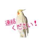 使える！日常スタンプ(ゆかいな仲間たち2)（個別スタンプ：16）