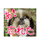 使える！日常スタンプ(ゆかいな仲間たち2)（個別スタンプ：26）