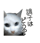 使える！日常スタンプ(ゆかいな仲間たち2)（個別スタンプ：32）