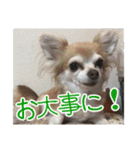 使える！日常スタンプ(ゆかいな仲間たち2)（個別スタンプ：33）