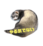 フェレット☆STAMP（個別スタンプ：1）