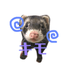 フェレット☆STAMP（個別スタンプ：2）