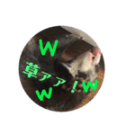フェレット☆STAMP（個別スタンプ：3）