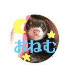 フェレット☆STAMP（個別スタンプ：8）