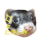 フェレット☆STAMP（個別スタンプ：18）