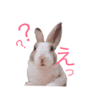 うさぎのステラ（個別スタンプ：1）