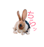 うさぎのステラ（個別スタンプ：3）