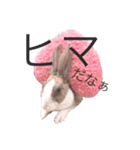 うさぎのステラ（個別スタンプ：4）