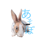 うさぎのステラ（個別スタンプ：5）