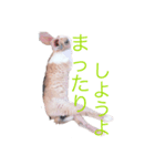 うさぎのステラ（個別スタンプ：6）
