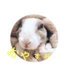 うさぎのステラ（個別スタンプ：8）