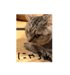 ネコワーキング（個別スタンプ：1）