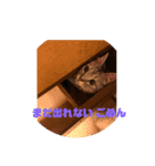 ネコワーキング（個別スタンプ：2）