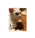 ネコワーキング（個別スタンプ：4）