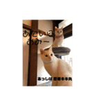 ネコワーキング（個別スタンプ：6）