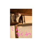 ネコワーキング（個別スタンプ：8）