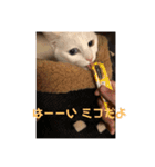 ネコワーキング（個別スタンプ：9）