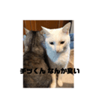 ネコワーキング（個別スタンプ：12）