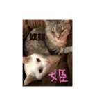 ネコワーキング（個別スタンプ：13）