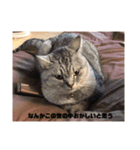 ネコワーキング（個別スタンプ：14）