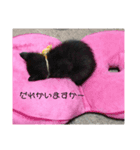りんちゃん①（個別スタンプ：5）
