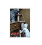 シャル晴明とカール千早（個別スタンプ：2）