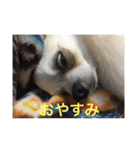 どうぶつしゅーごー（個別スタンプ：1）