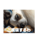 どうぶつしゅーごー（個別スタンプ：4）
