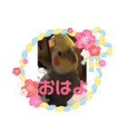 どうぶつしゅーごー（個別スタンプ：7）