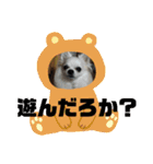 どうぶつしゅーごー（個別スタンプ：10）