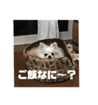 どうぶつしゅーごー（個別スタンプ：12）