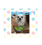 どうぶつしゅーごー（個別スタンプ：13）
