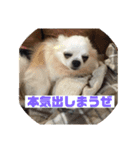 どうぶつしゅーごー（個別スタンプ：15）
