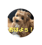 まるぷーこむぎ2（個別スタンプ：1）