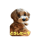 まるぷーこむぎ2（個別スタンプ：2）
