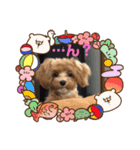 まるぷーこむぎ2（個別スタンプ：6）