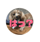 まるぷーこむぎ2（個別スタンプ：11）