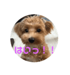 まるぷーこむぎ2（個別スタンプ：16）