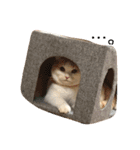 毎日タラちゃん（個別スタンプ：3）