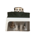 毎日タラちゃん（個別スタンプ：4）