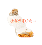 毎日タラちゃん（個別スタンプ：12）