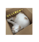 毎日タラちゃん（個別スタンプ：16）